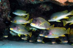 Sweetlips from Gota Abu Ramada, Hurghada. by Ugo Gaggeri 